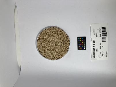 Click for 1 image(s) for this accession. SEED